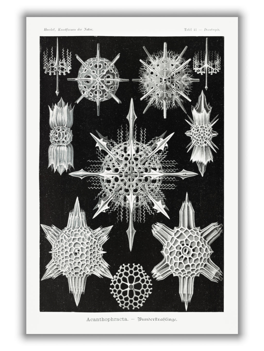 Acanthophracta–Wunderstrahlinge by Ernst Haeckel