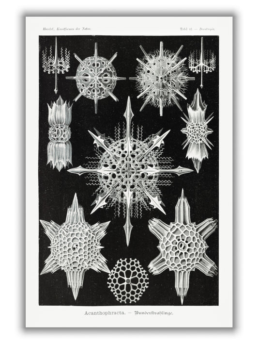 Acanthophracta–Wunderstrahlinge by Ernst Haeckel