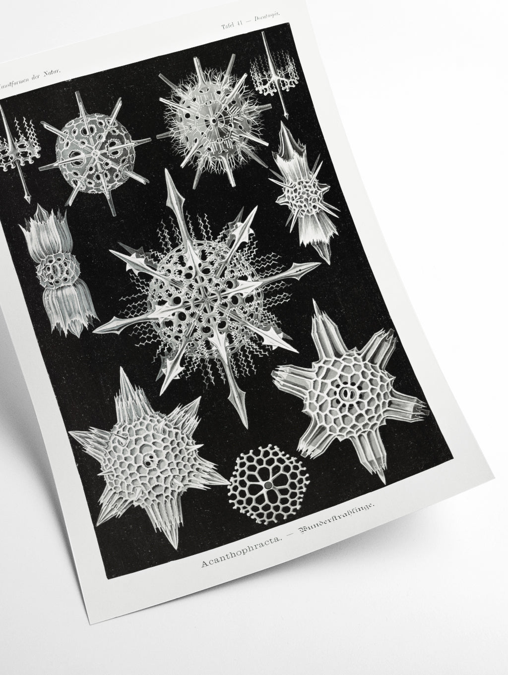 Acanthophracta–Wunderstrahlinge by Ernst Haeckel