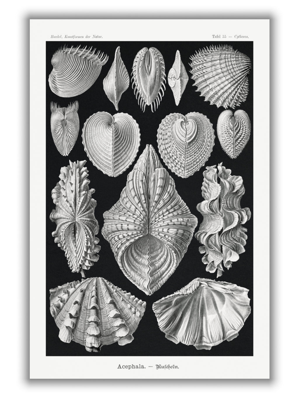 Acephala–Muscheln by Ernst Haeckel