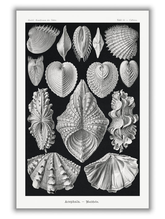Acephala–Muscheln by Ernst Haeckel