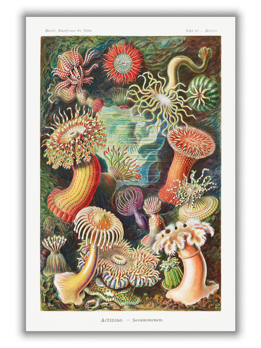 Actiniae–Seeanemonen by Ernst Haeckel