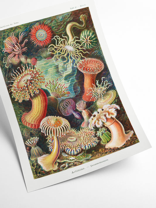Actiniae–Seeanemonen by Ernst Haeckel