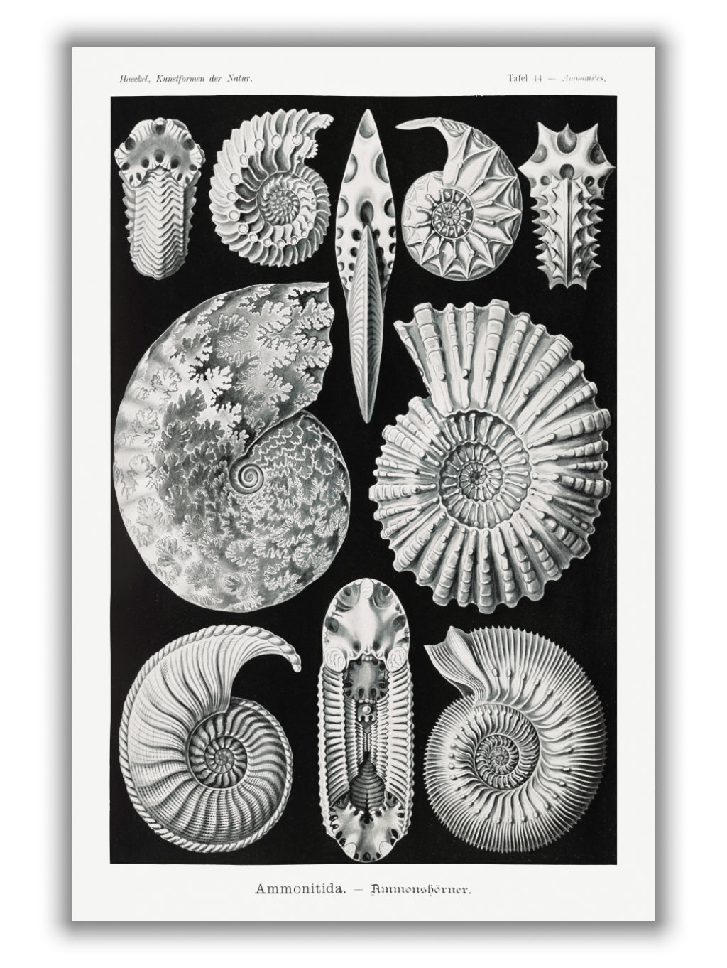 Ammonitida–Ammonshörner by Ernst Haeckel