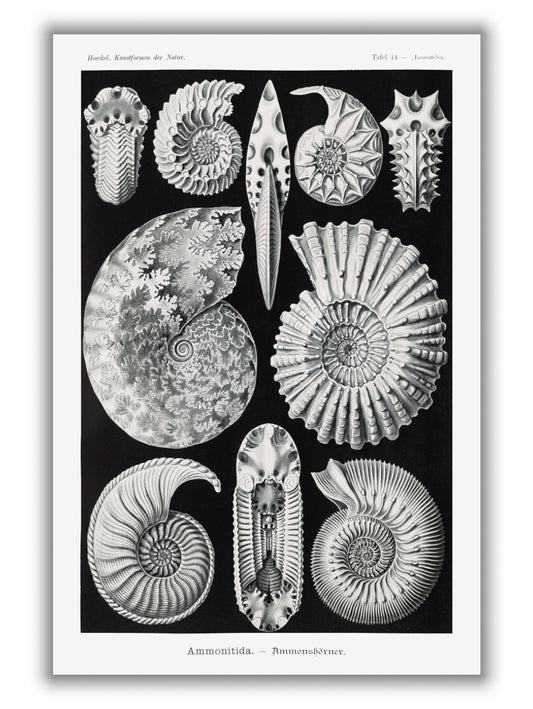 Ammonitida–Ammonshörner by Ernst Haeckel