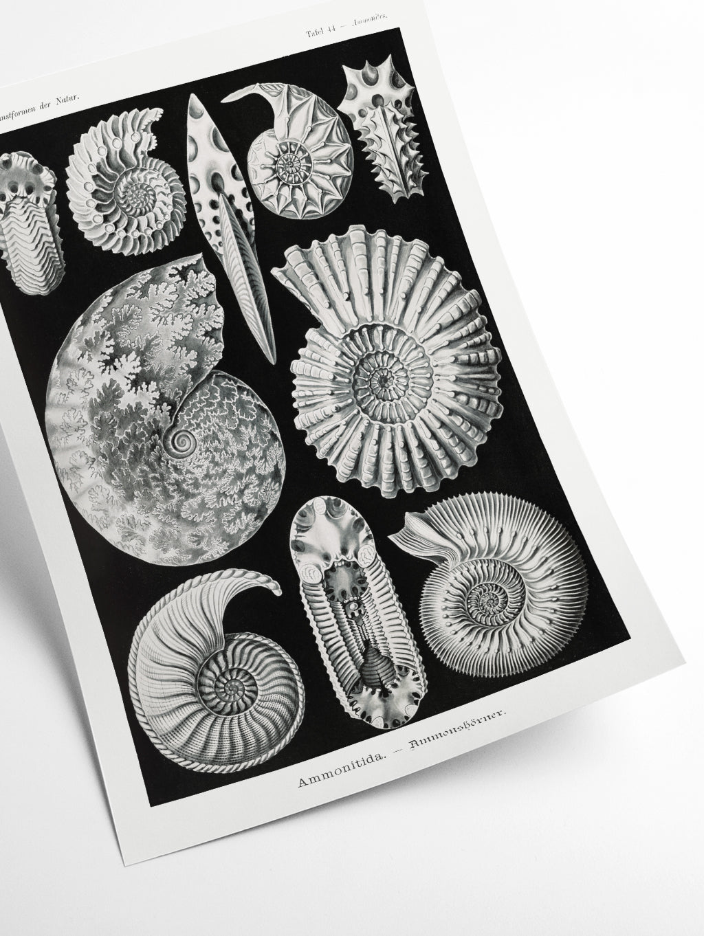 Ammonitida–Ammonshörner by Ernst Haeckel