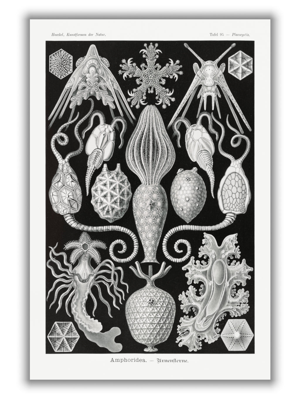 Amphoridea–Urnensterne by Ernst Haeckel