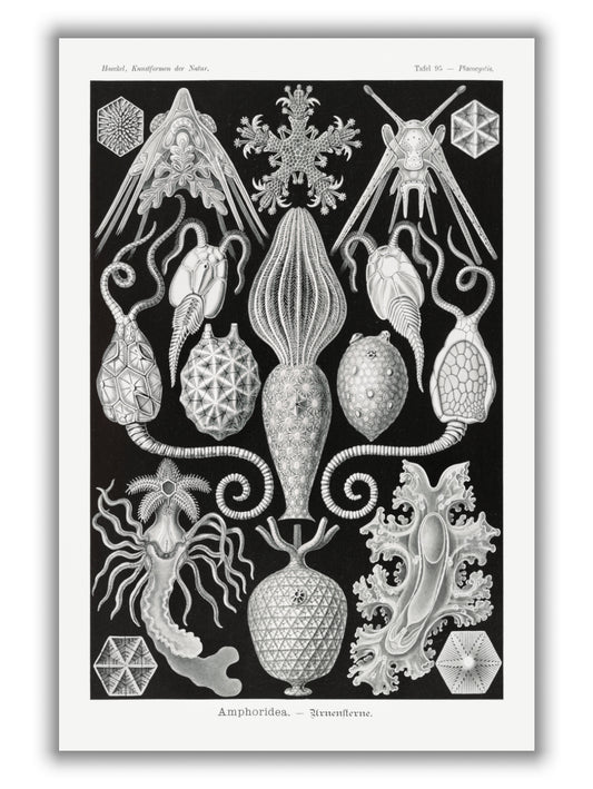 Amphoridea–Urnensterne by Ernst Haeckel