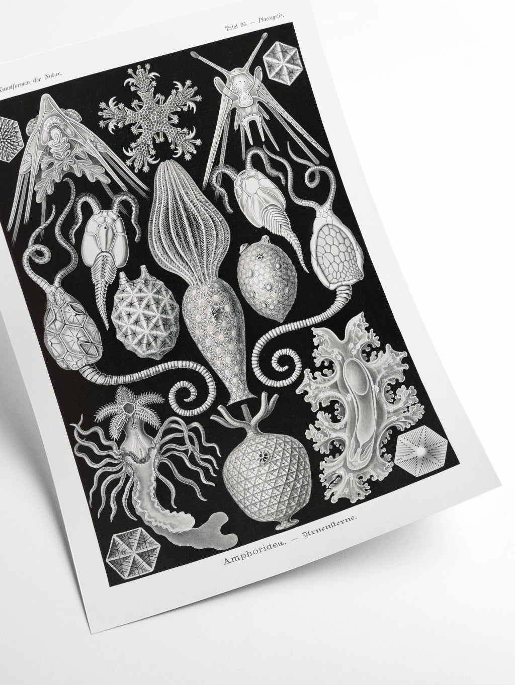 Amphoridea–Urnensterne by Ernst Haeckel