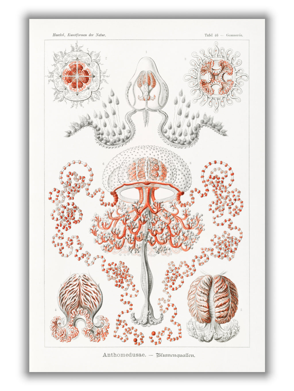 Anthomedusae–Blumenquallen by Ernst Haeckel