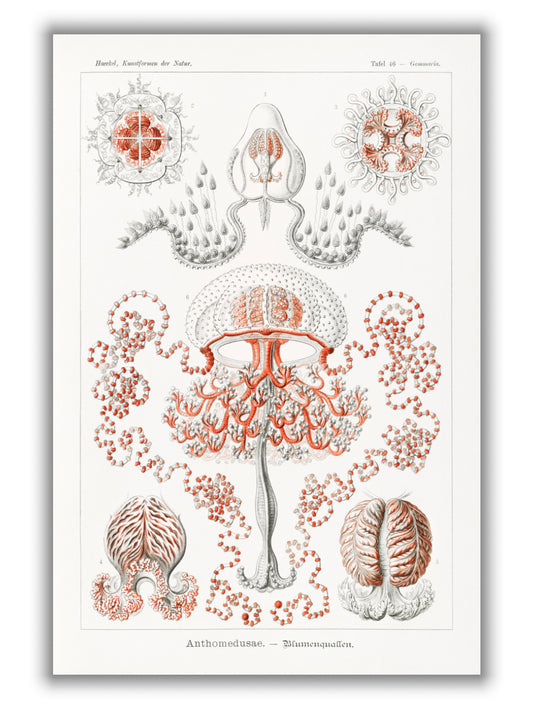 Anthomedusae–Blumenquallen by Ernst Haeckel