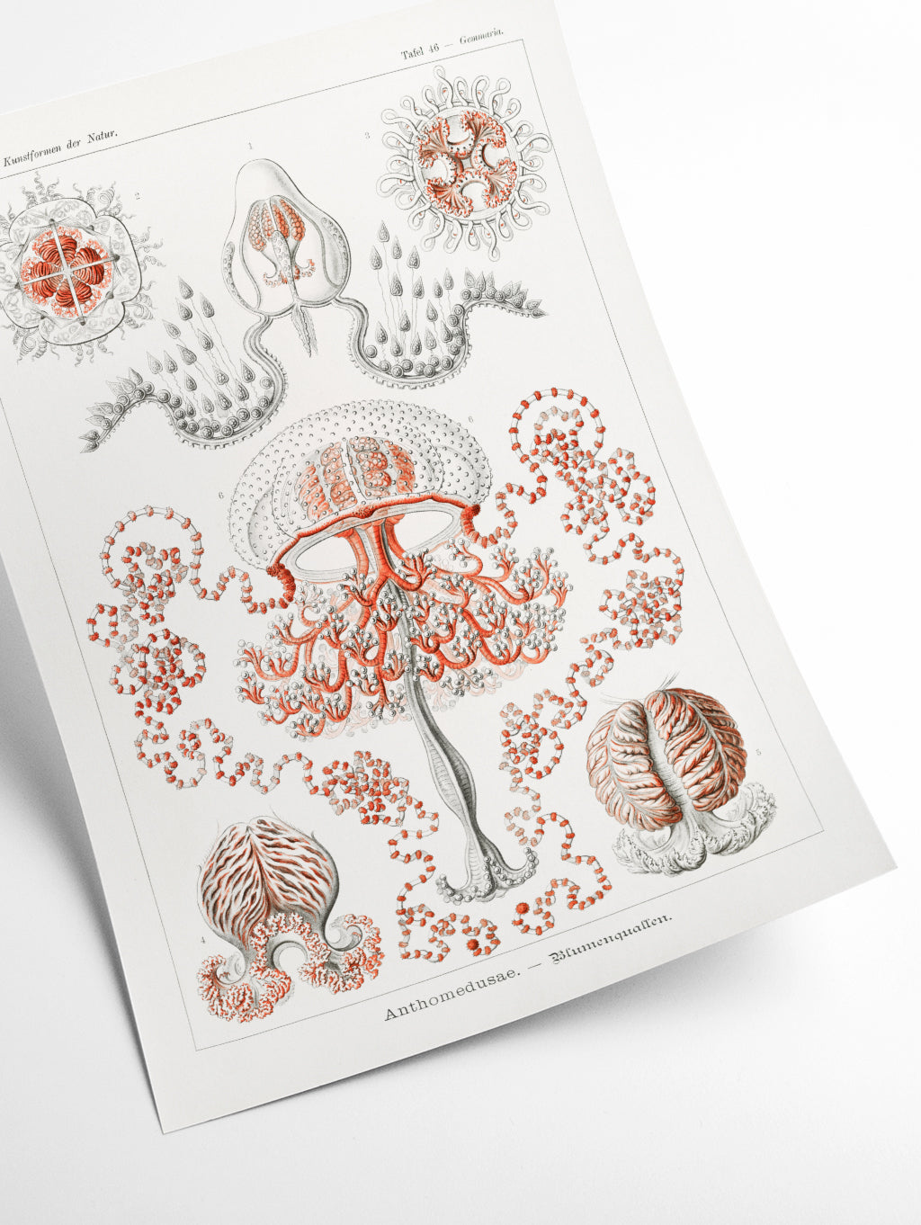 Anthomedusae–Blumenquallen by Ernst Haeckel