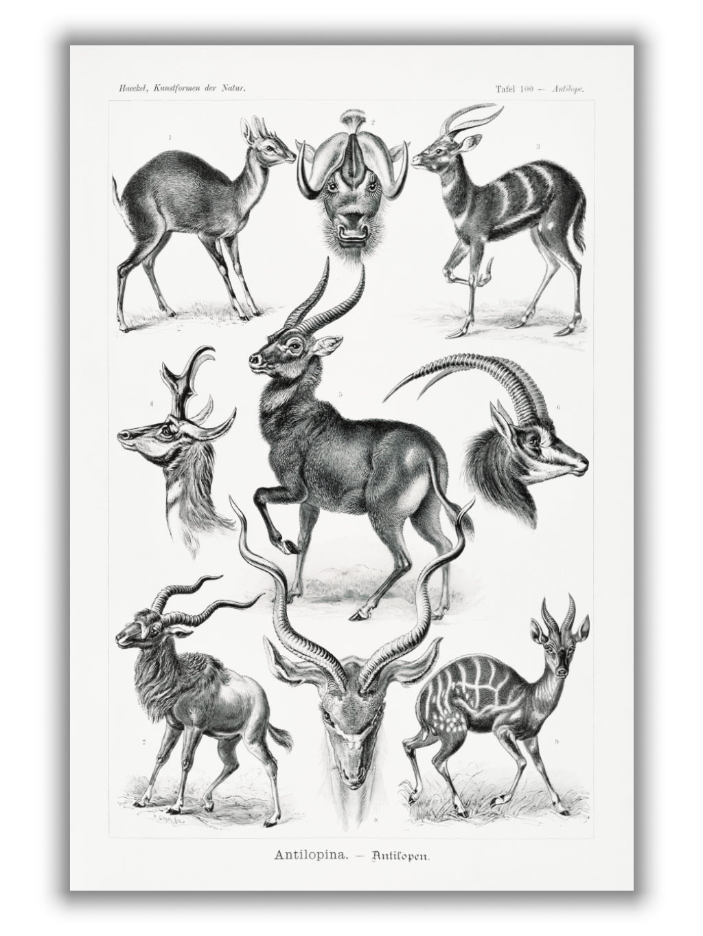 Antilopina–Antilopen by Ernst Haeckel