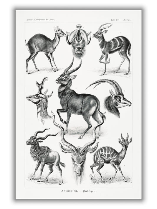 Antilopina–Antilopen by Ernst Haeckel