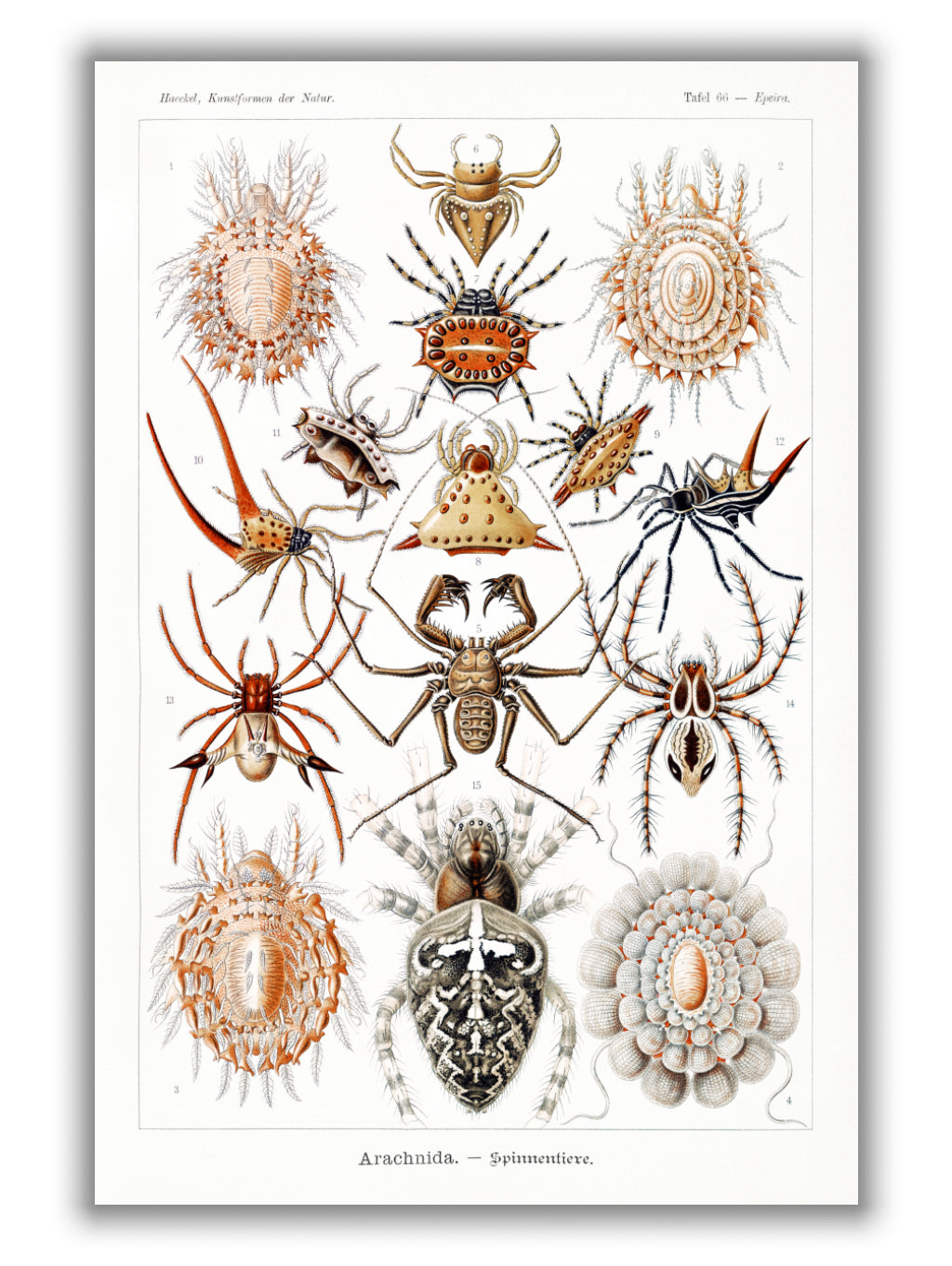 Arachnida–Spinnentiere by Ernst Haeckel