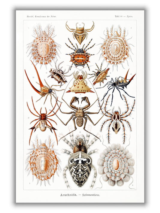 Arachnida–Spinnentiere by Ernst Haeckel
