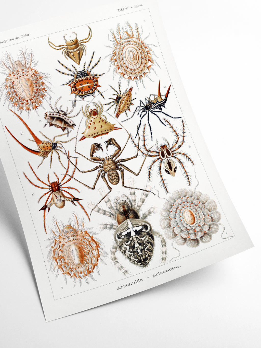 Arachnida–Spinnentiere by Ernst Haeckel