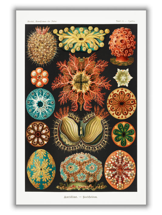 Ascidiae–Seescheiden by Ernst Haeckel