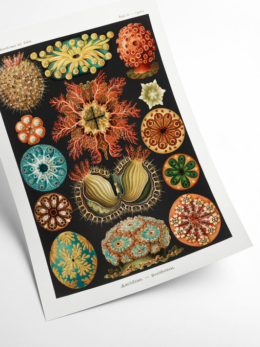 Ascidiae–Seescheiden by Ernst Haeckel