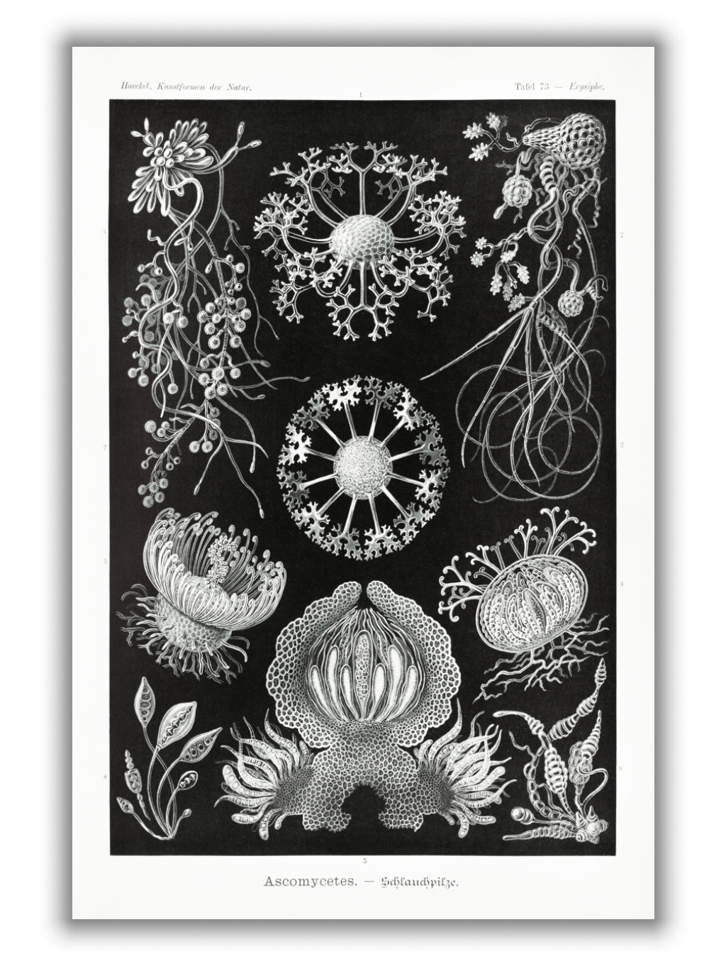 Ascomycetes–Schlauchpilze by Ernst Haeckel