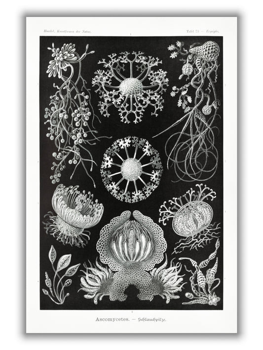Ascomycetes–Schlauchpilze by Ernst Haeckel