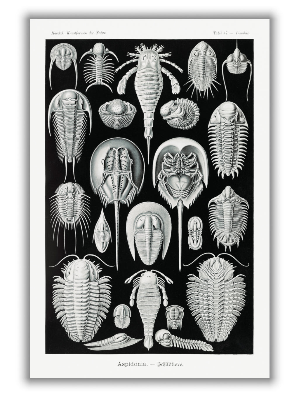 Aspidonia–Schildtiere by Ernst Haeckel