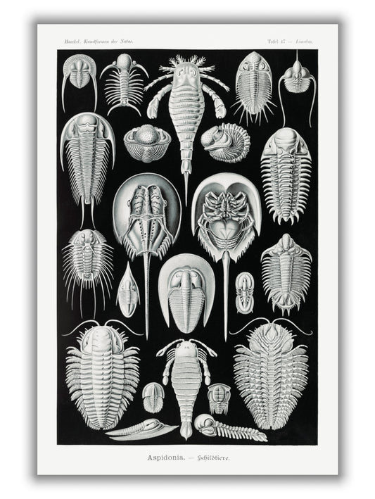 Aspidonia–Schildtiere by Ernst Haeckel