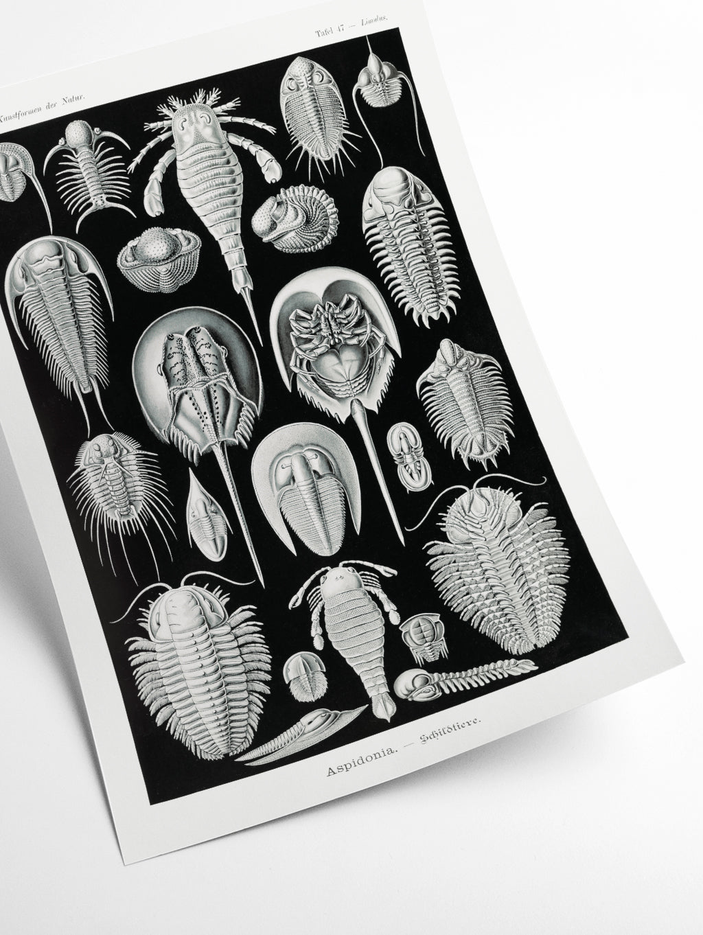 Aspidonia–Schildtiere by Ernst Haeckel