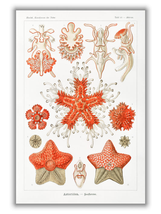 Asteridea–Seesterne by Ernst Haeckel