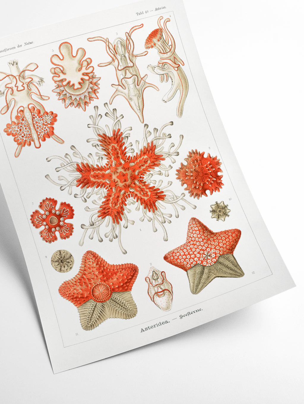 Asteridea–Seesterne by Ernst Haeckel