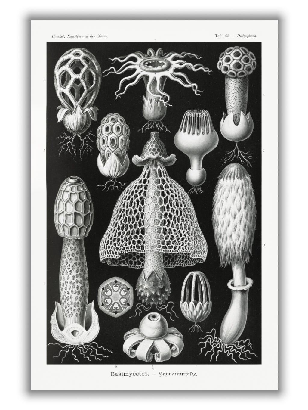 Basimycetes–Schwammpilze by Ernst Haeckel