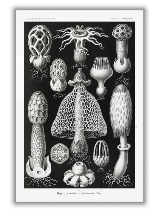 Basimycetes–Schwammpilze by Ernst Haeckel