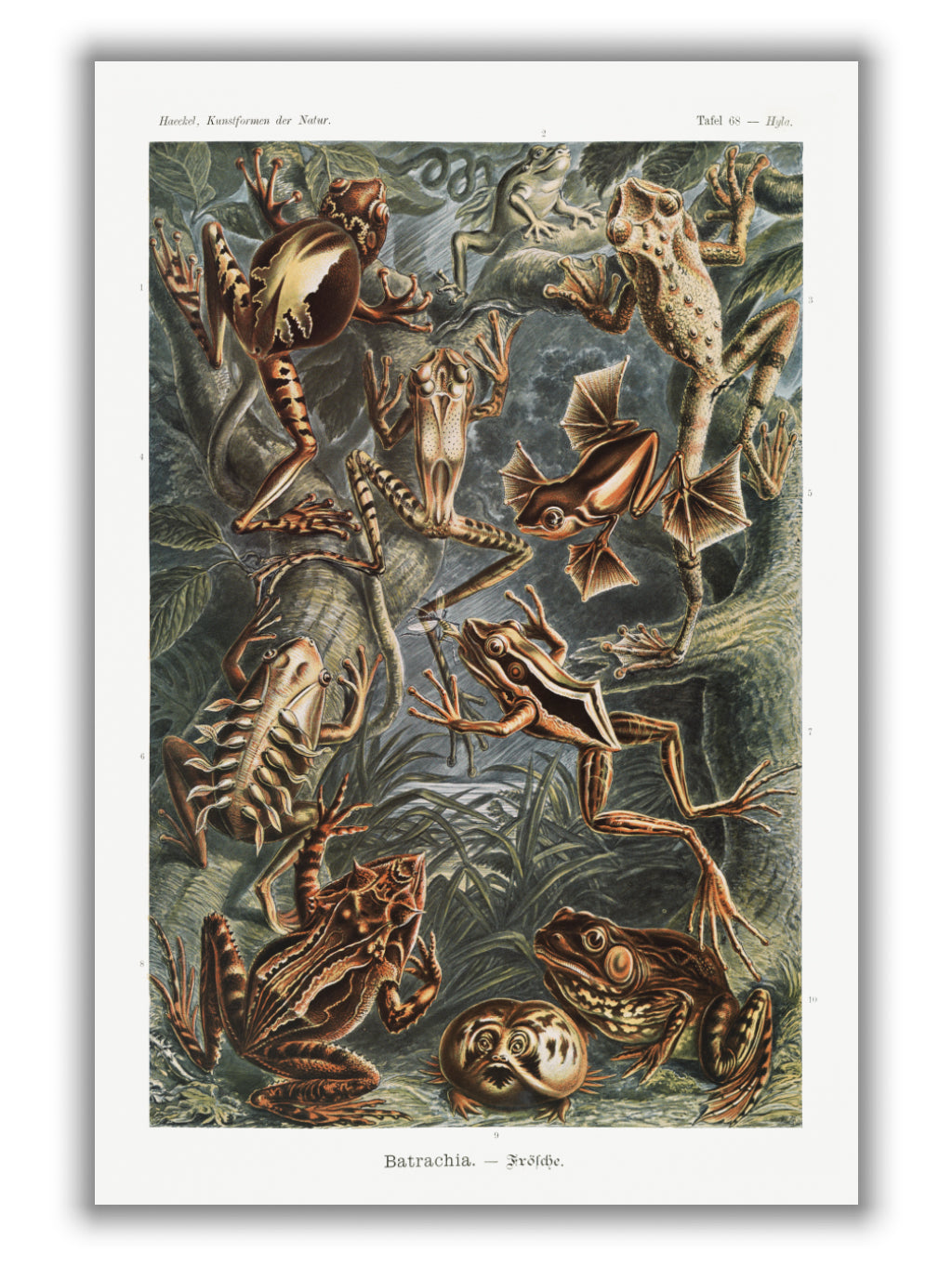 Batrachia–Frösche by Ernst Haeckel