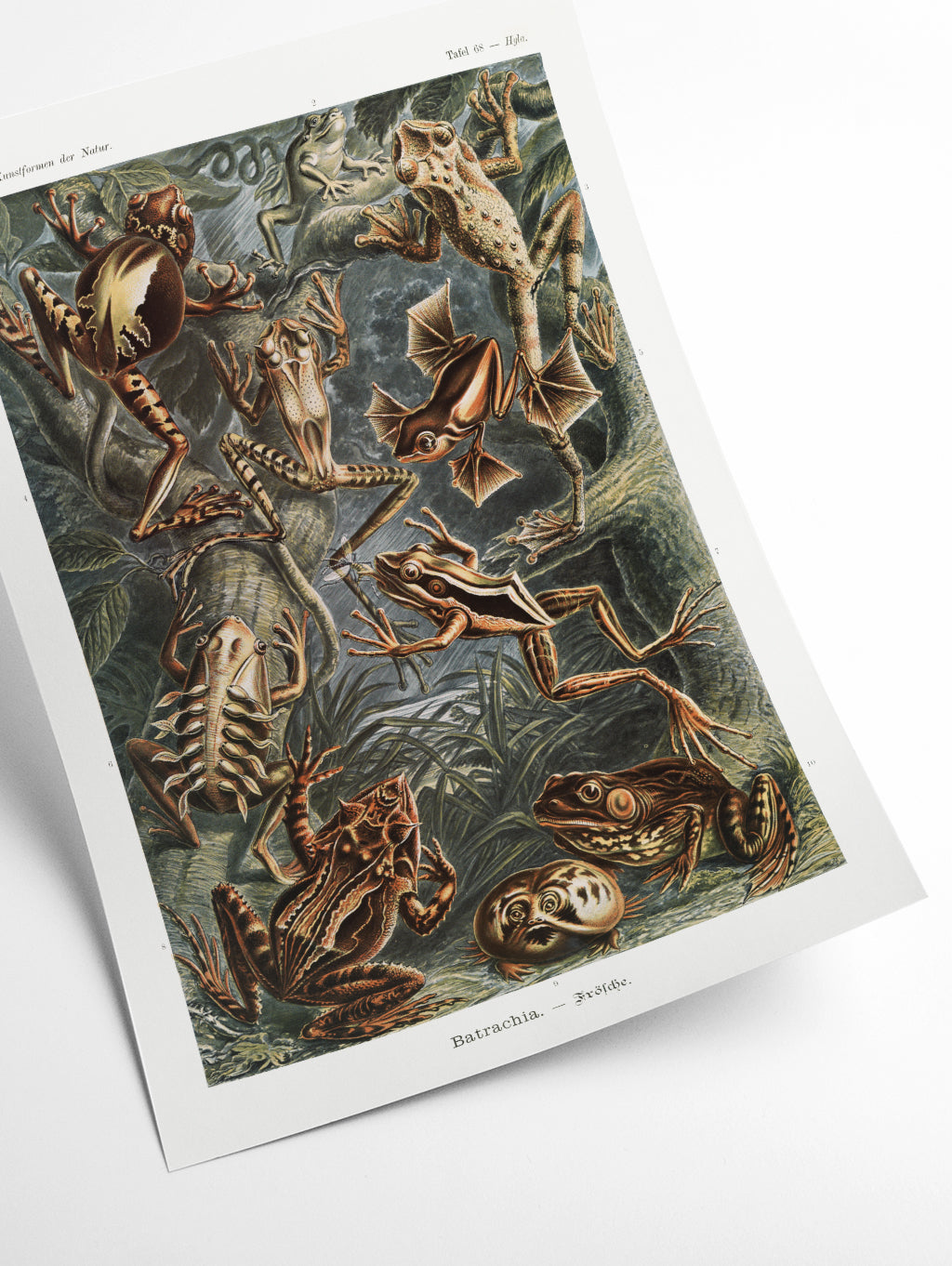 Batrachia–Frösche by Ernst Haeckel