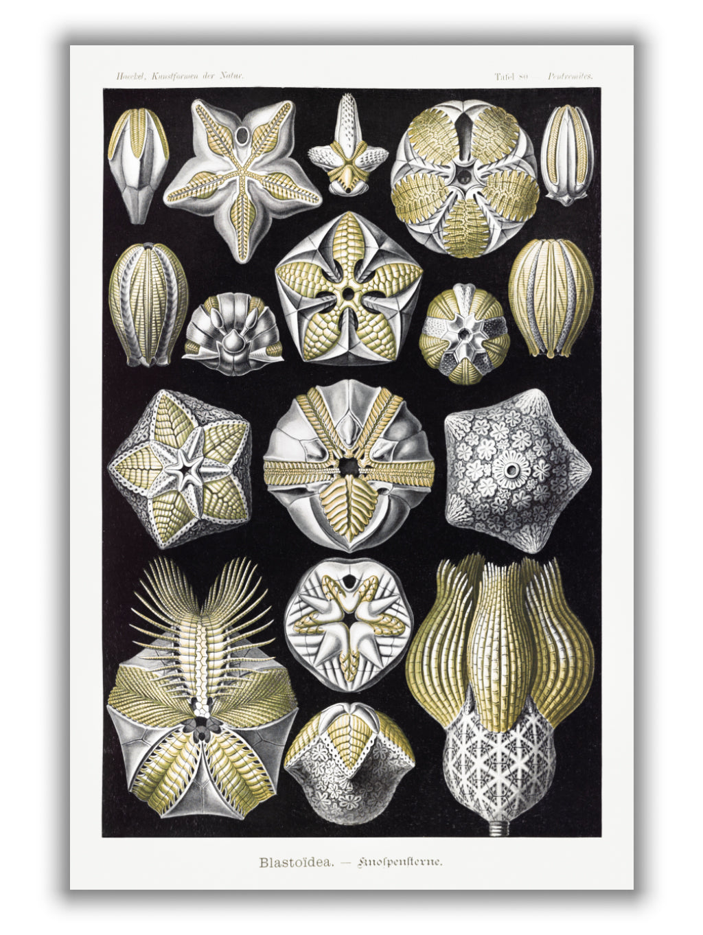 Blastoïdea–Knospensterne by Ernst Haeckel