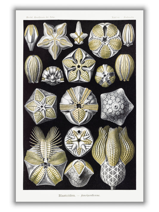 Blastoïdea–Knospensterne by Ernst Haeckel