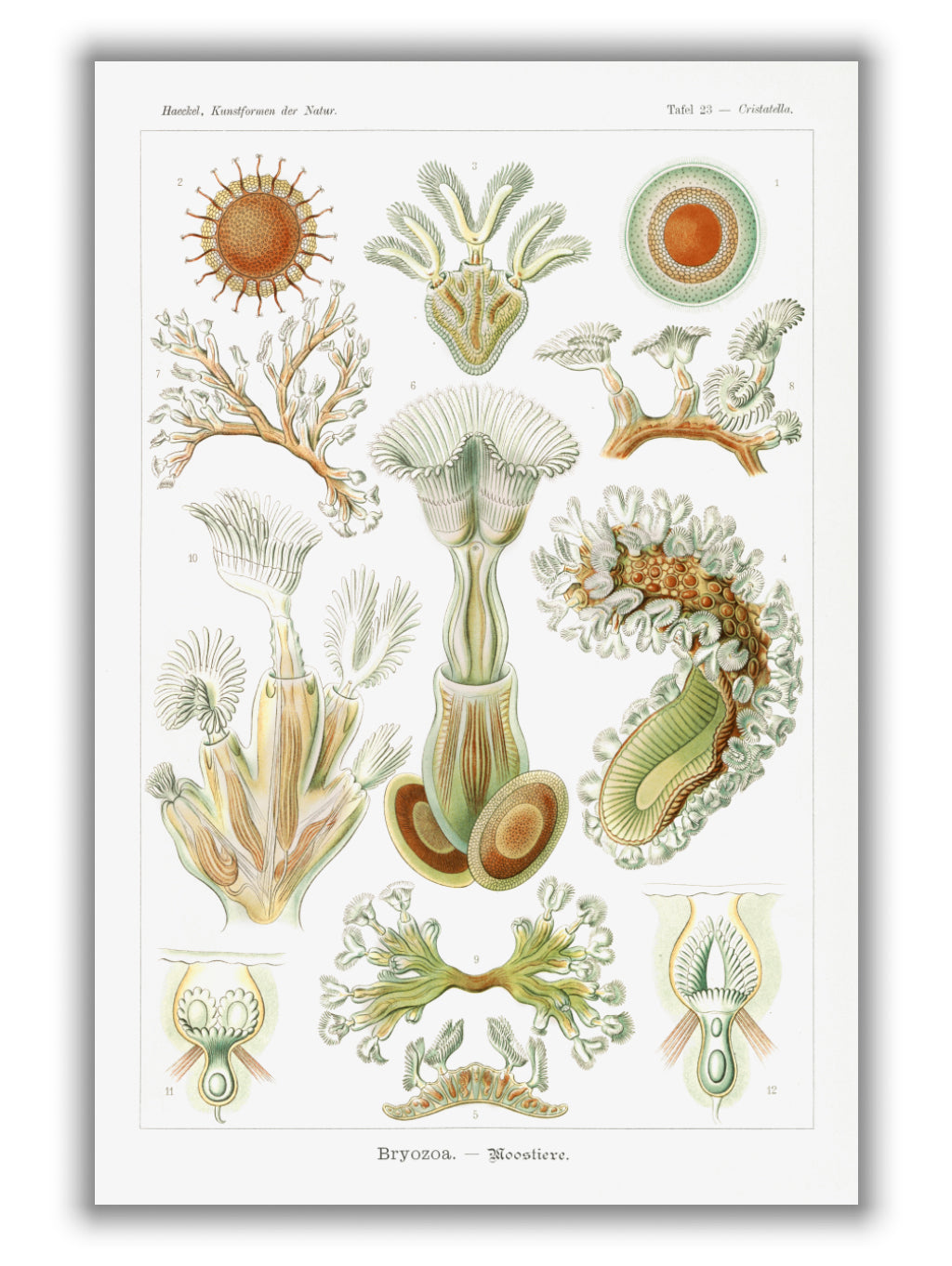 Bryozoa–Moostiere by Ernst Haeckel