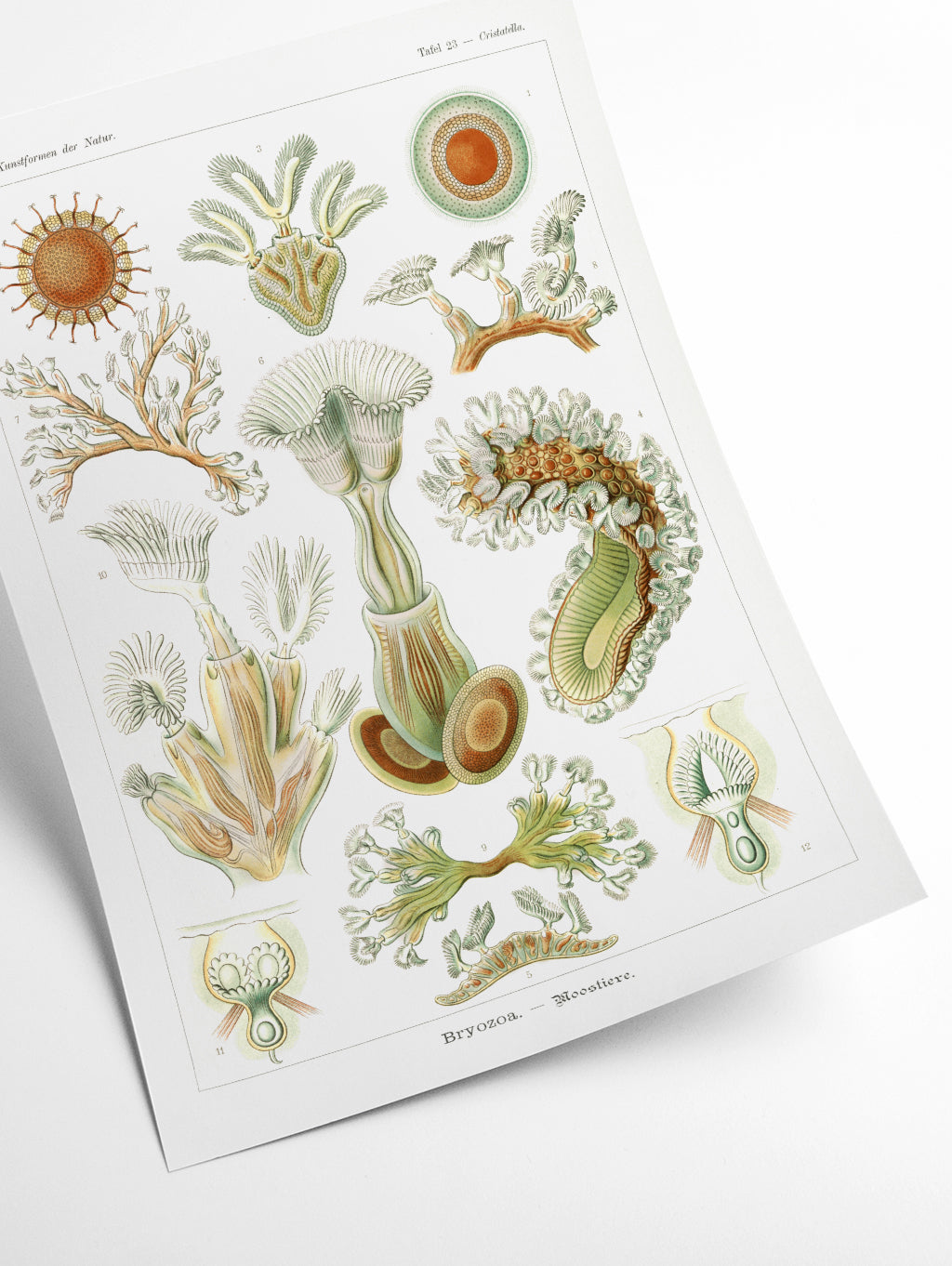 Bryozoa–Moostiere by Ernst Haeckel