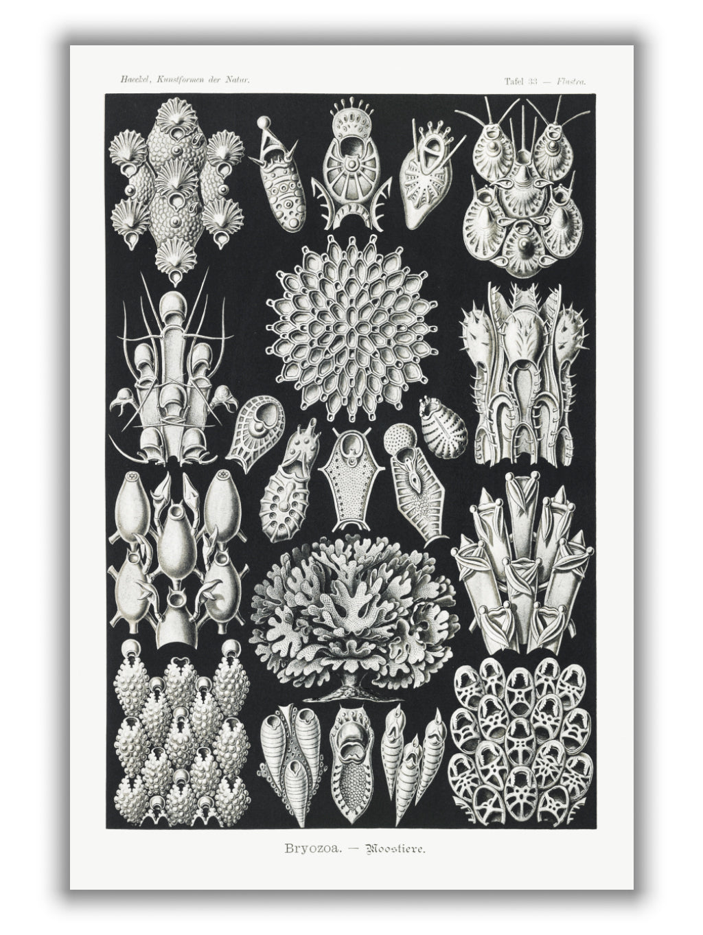 Bryozoa–Woostiere by Ernst Haeckel