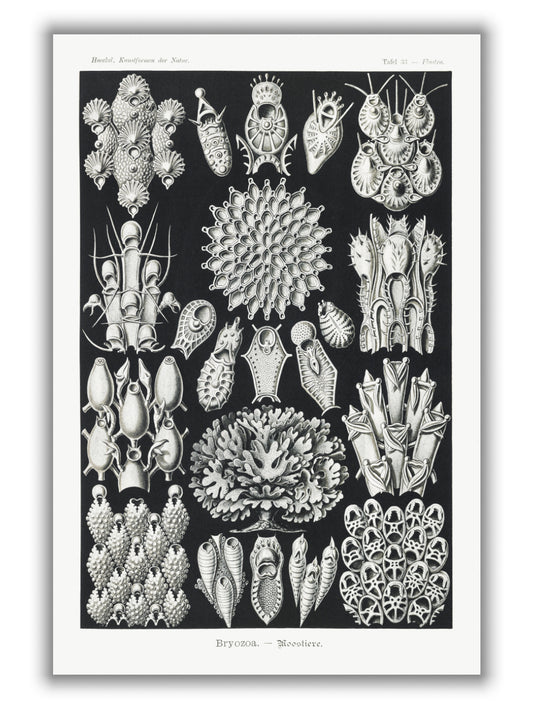 Bryozoa–Woostiere by Ernst Haeckel