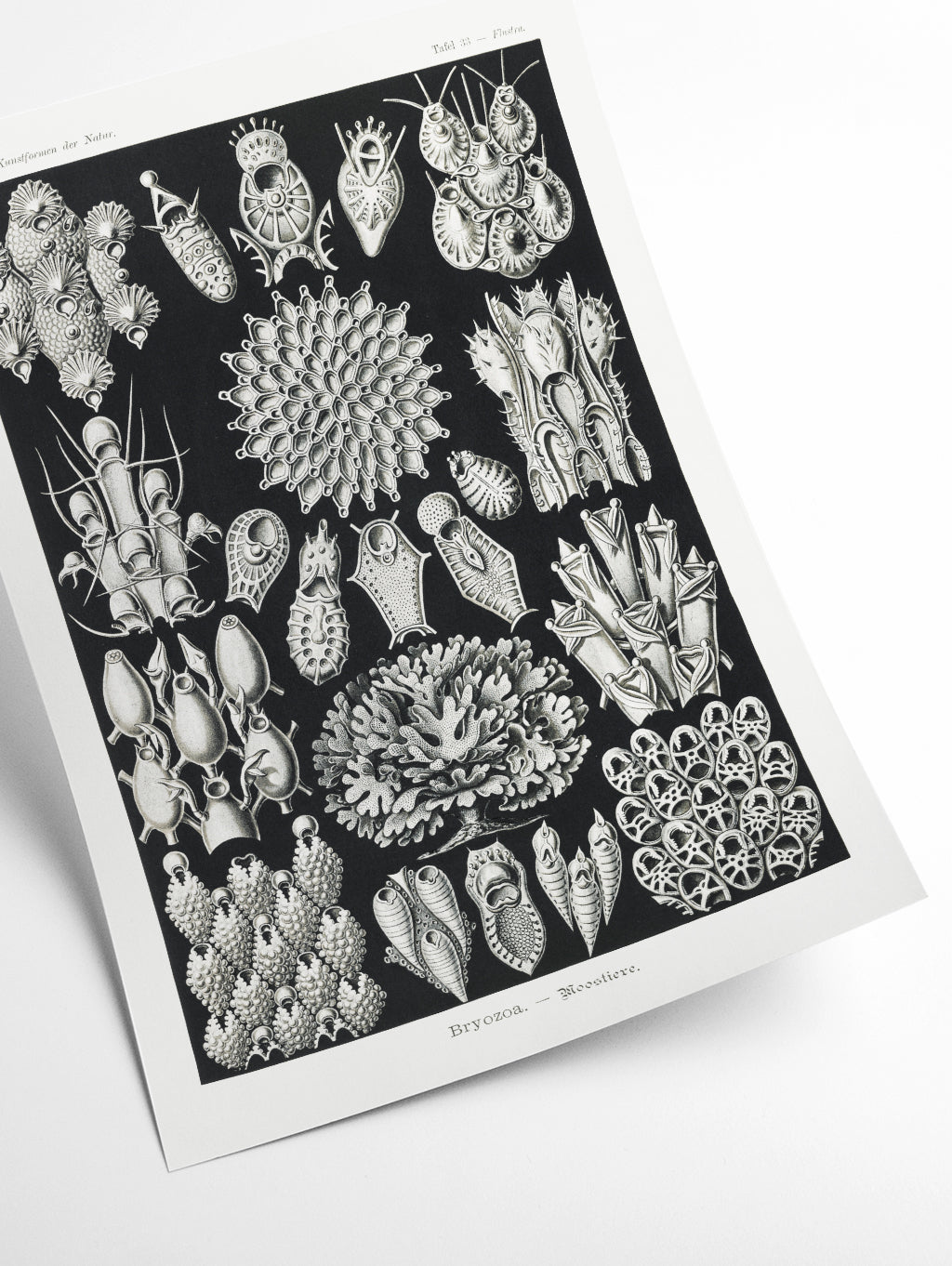 Bryozoa–Woostiere by Ernst Haeckel