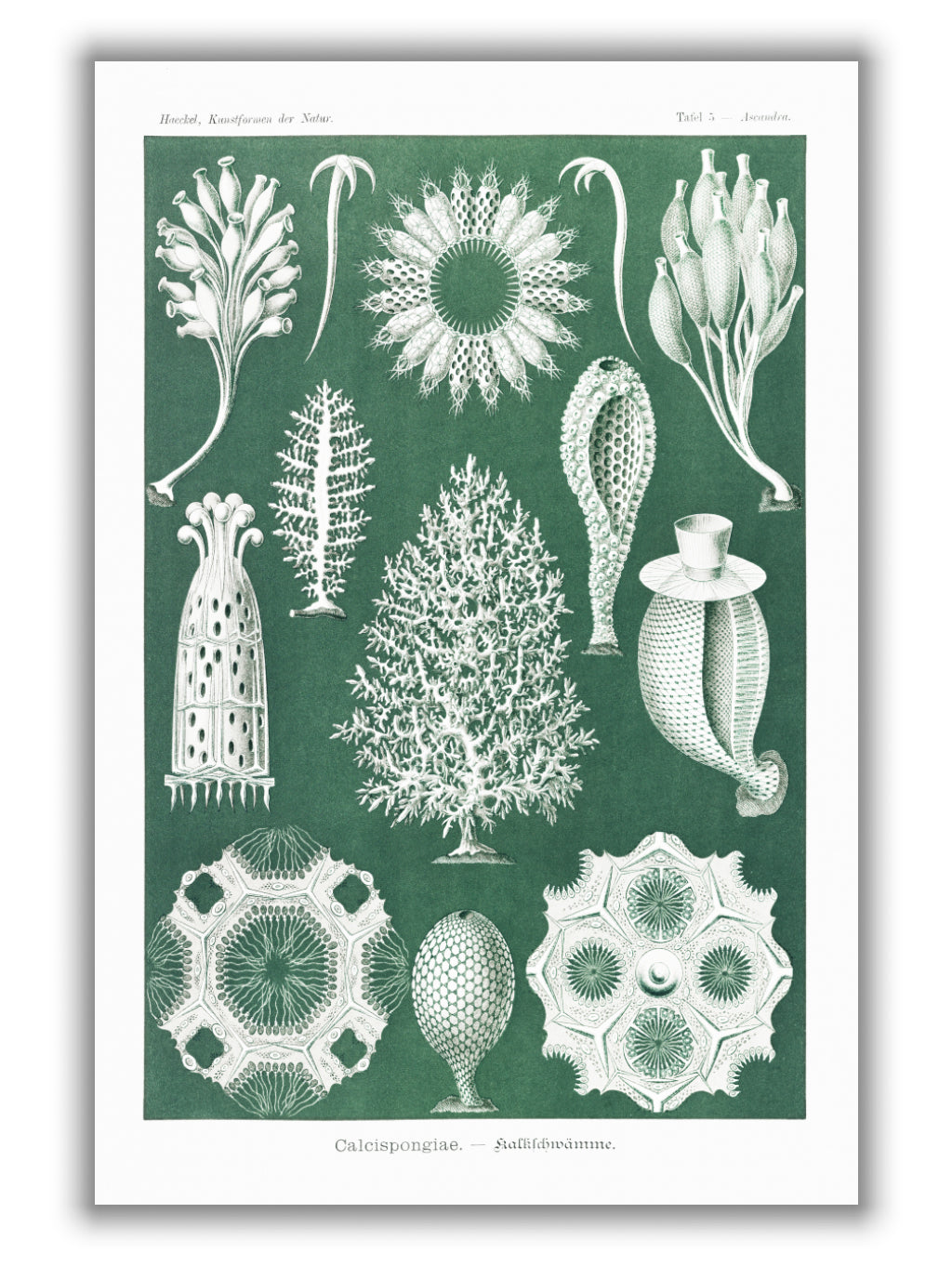 Calcispongiae–Kalkschwämme by Ernst Haeckel