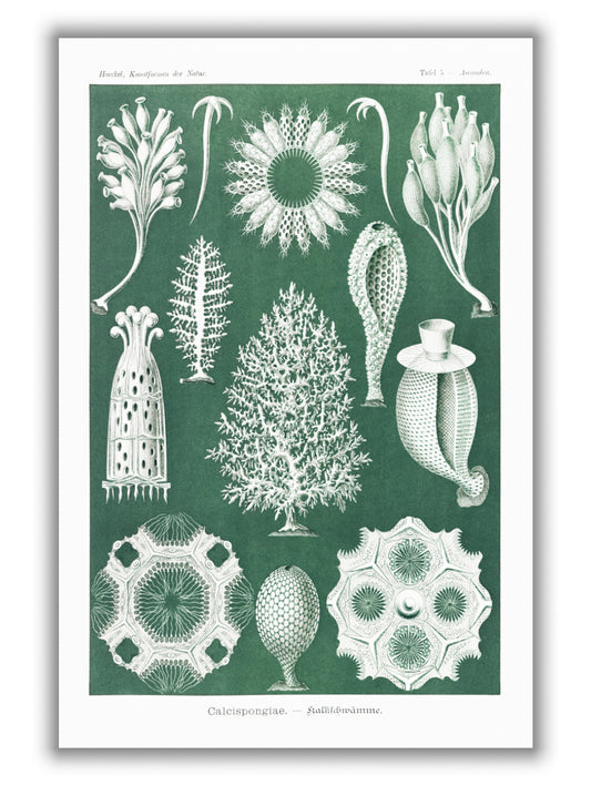 Calcispongiae–Kalkschwämme by Ernst Haeckel
