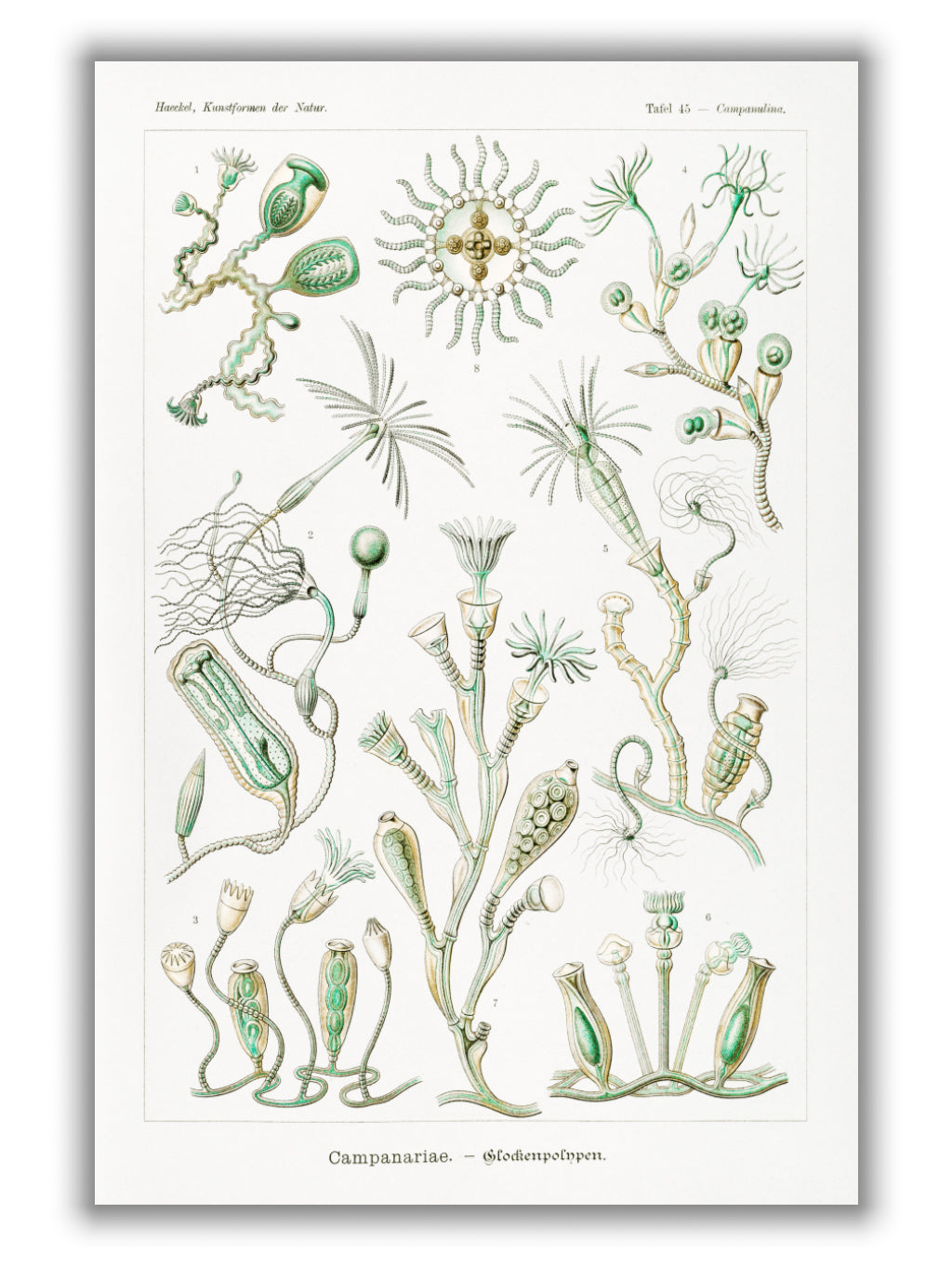 Campanariae–Glockenpolnpen by Ernst Haeckel