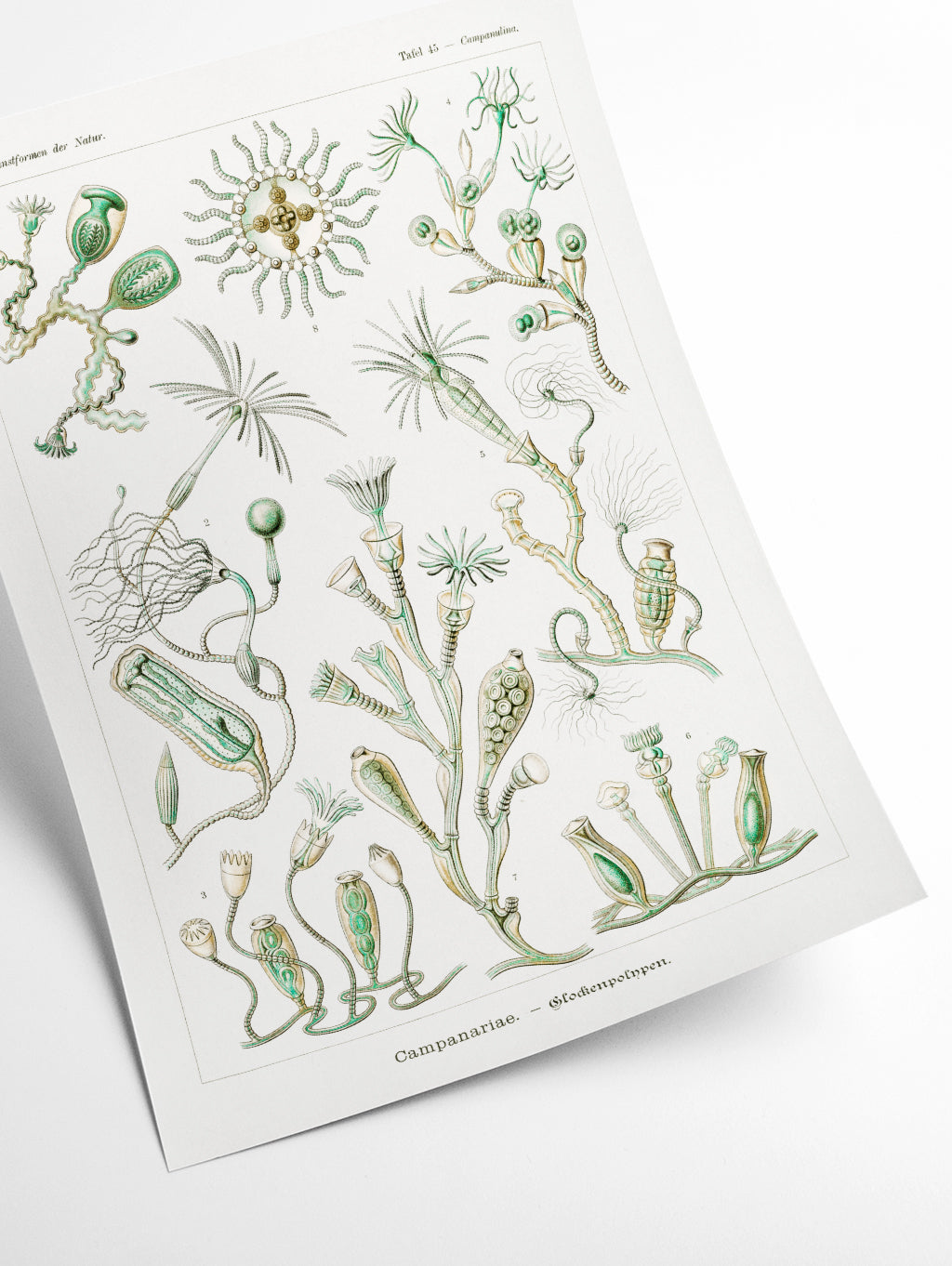 Campanariae–Glockenpolnpen by Ernst Haeckel