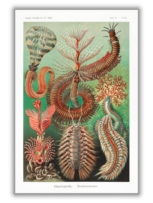 Chaetopoda–Borstenwürmer by Ernst Haeckel