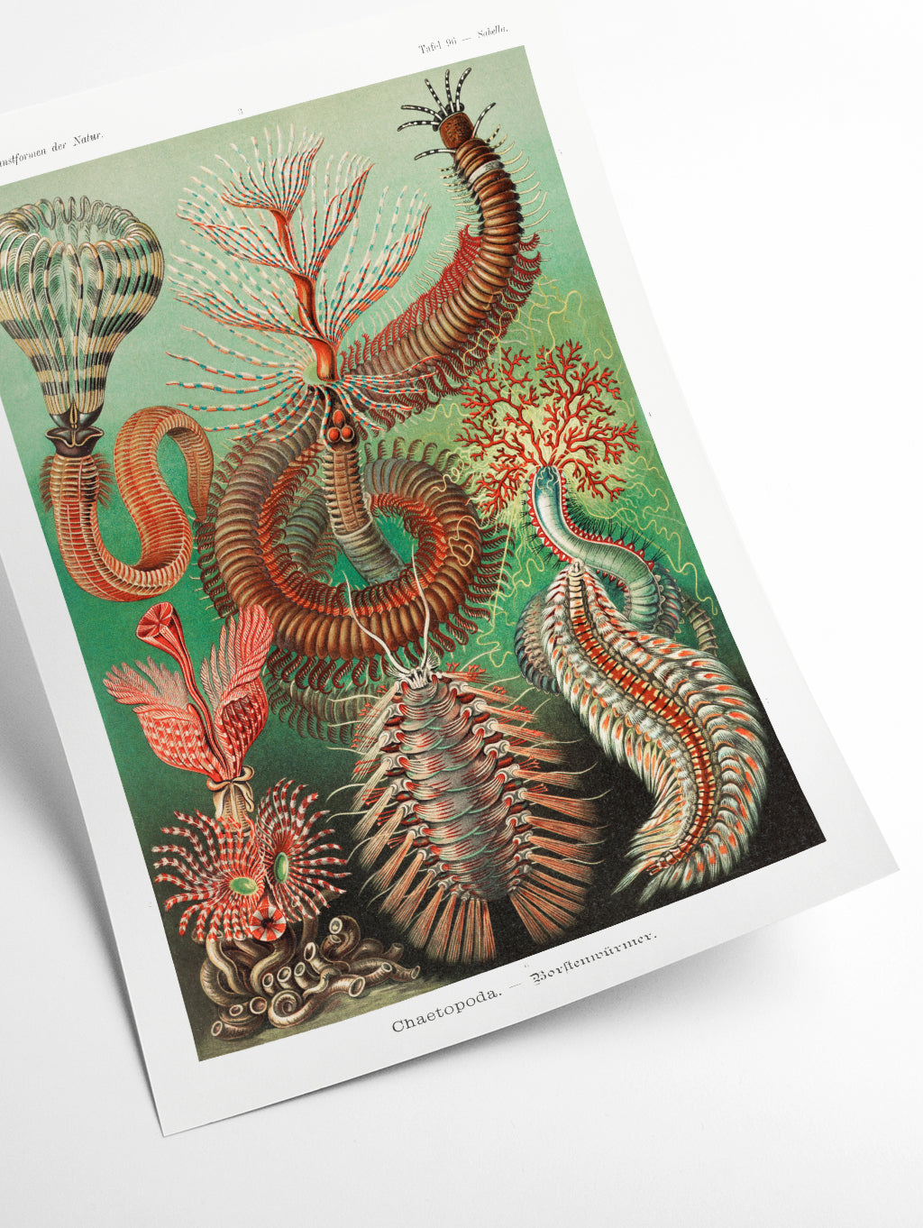 Chaetopoda–Borstenwürmer by Ernst Haeckel