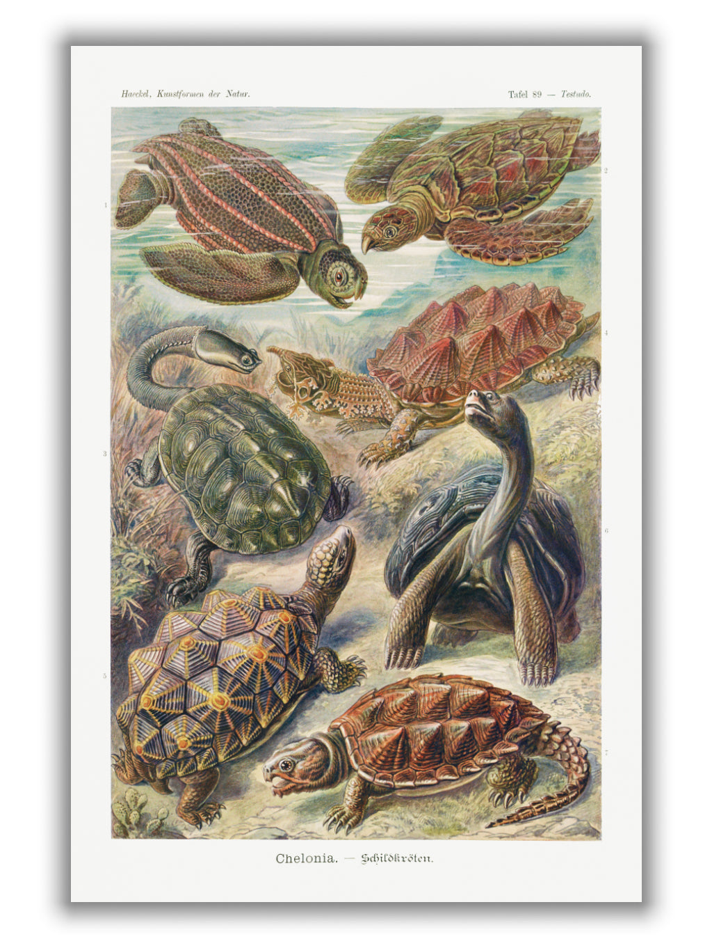 Chelonia–Schildkröten by Ernst Haeckel