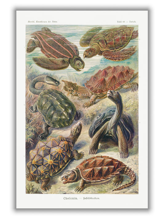 Chelonia–Schildkröten by Ernst Haeckel