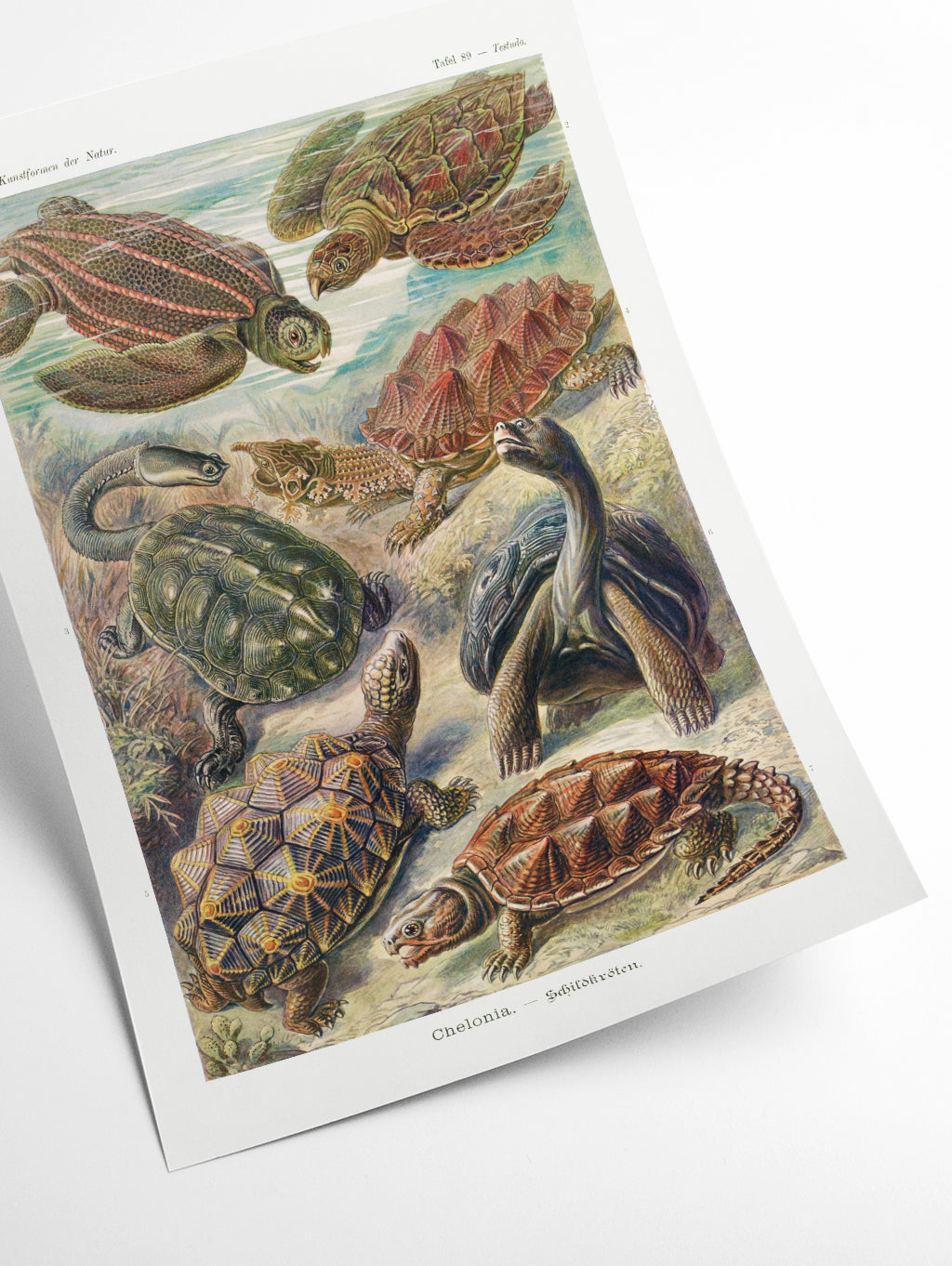 Chelonia–Schildkröten by Ernst Haeckel